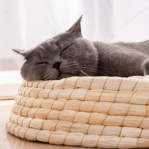 Teng Wok Felt House Cat Bed